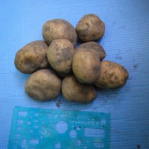 Лучшие сорта картофеля для различных регионов