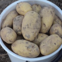 Сорт картофеля для Нижневолжского региона - Чароит