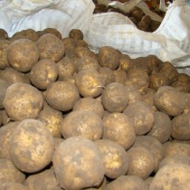 Лучшие сорта картофеля для различных регионов