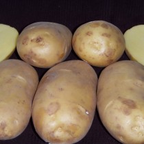 Лучшие сорта картофеля для различных регионов