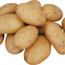 Лучшие сорта картофеля для различных регионов