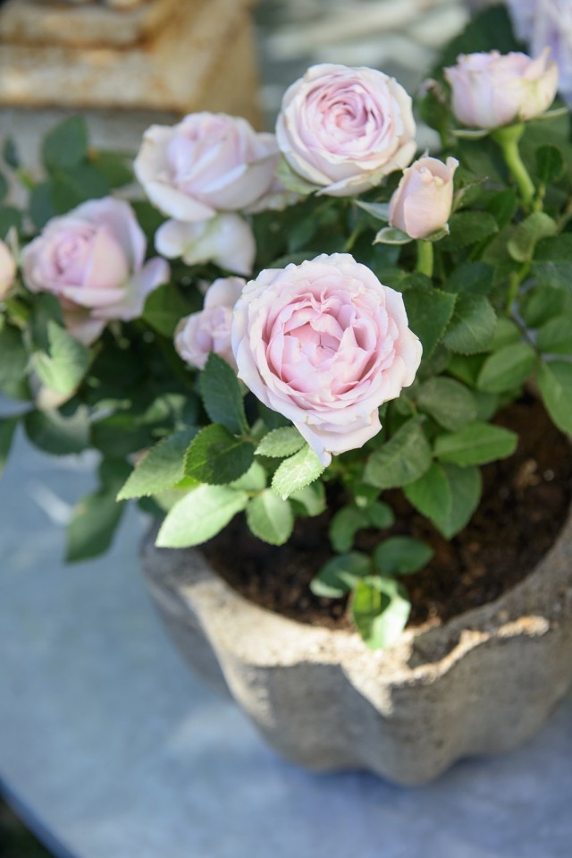 Роза (Rosa) Роза (Rosa)