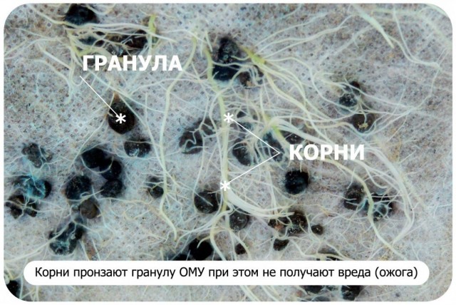 Корни растения получают питание из гранул удобрения ОМУ Корни растения получают питание из гранул удобрения ОМУ