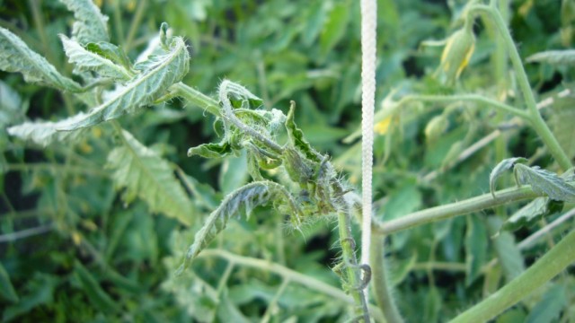 Скручивание листьев томата из-за вирусного заболевания