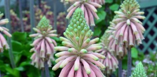 Вельтгеймия прицветниковая (Veltheimia bracteata)
