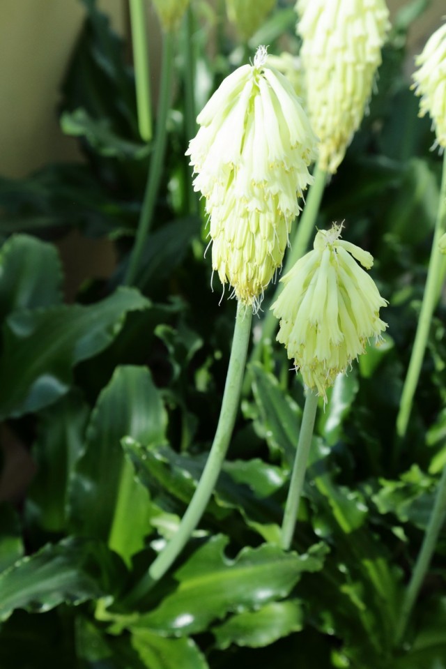 Вельтгеймия прицветниковая (Veltheimia bracteata) Вельтгеймия прицветниковая (Veltheimia bracteata)