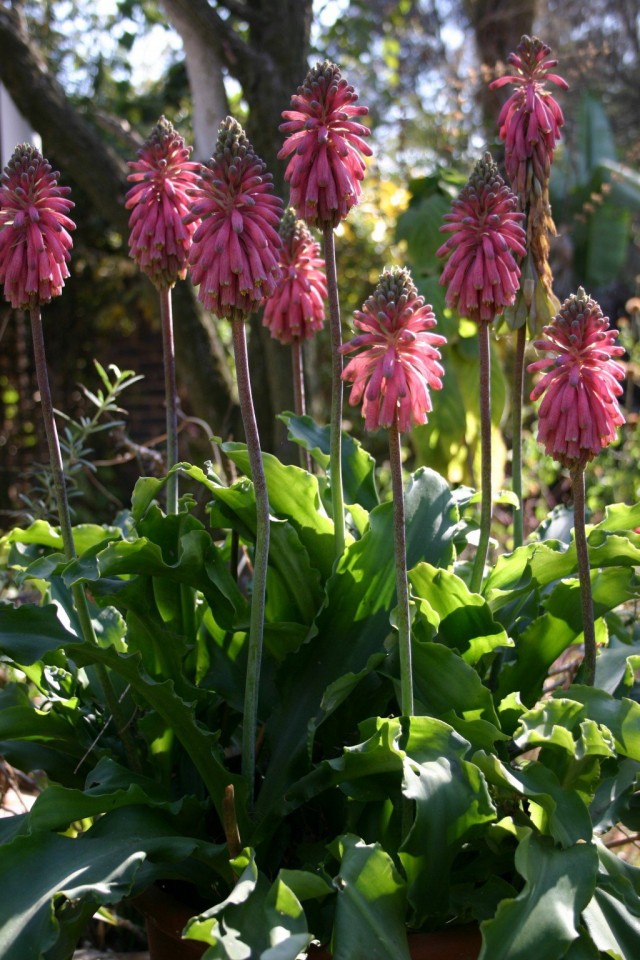 Вельтгеймия прицветниковая (Veltheimia bracteata) Вельтгеймия прицветниковая (Veltheimia bracteata)