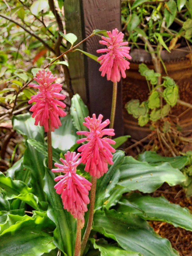 Вельтгеймия капская (Veltheimia capensis) Вельтгеймия капская (Veltheimia capensis)