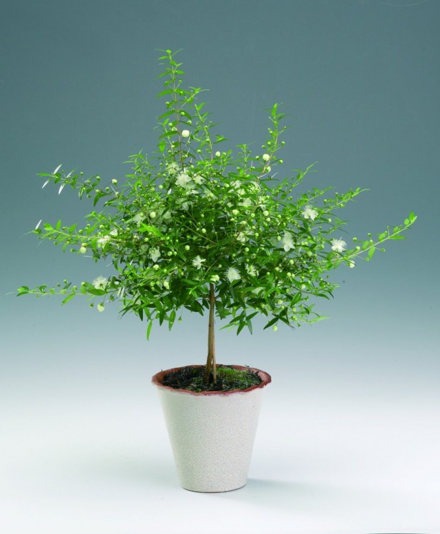 Мирт (Myrtus) Мирт (Myrtus)