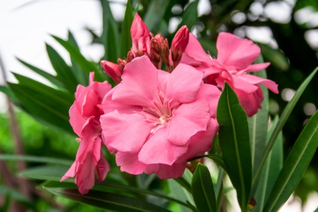 Олеандр (Nerium oleander) Олеандр (Nerium oleander)