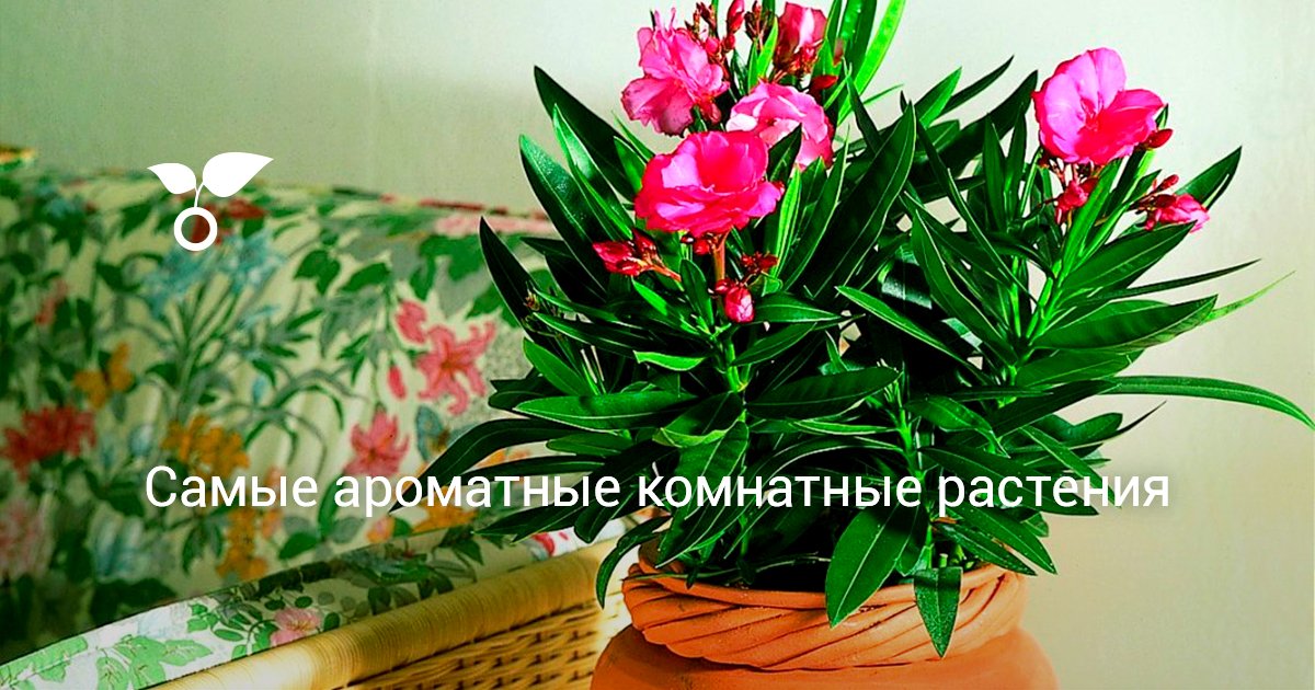 Комнатные цветы с запахом фото и названия
