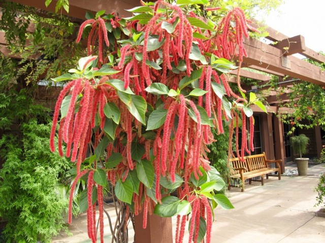 Амарант хвостатый (Amaranthus caudatus) Амарант хвостатый (Amaranthus caudatus)