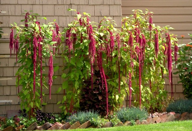 Амарант хвостатый в цветнике (Amaranthus caudatus) Амарант хвостатый в цветнике (Amaranthus caudatus)