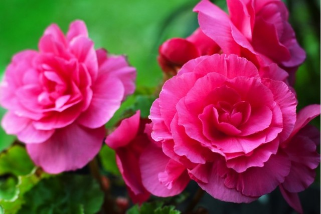 Бегония красивоцветущая 'Camelia' Бегония красивоцветущая 'Camelia'