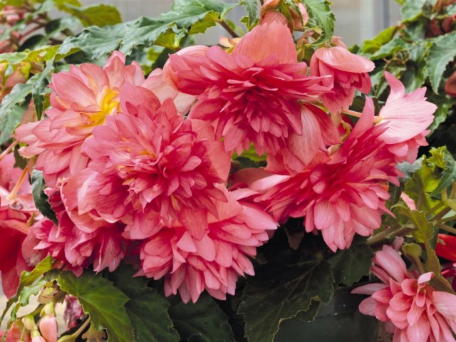 Бегония красивоцветущая 'Funky Pink' Бегония красивоцветущая 'Funky Pink'