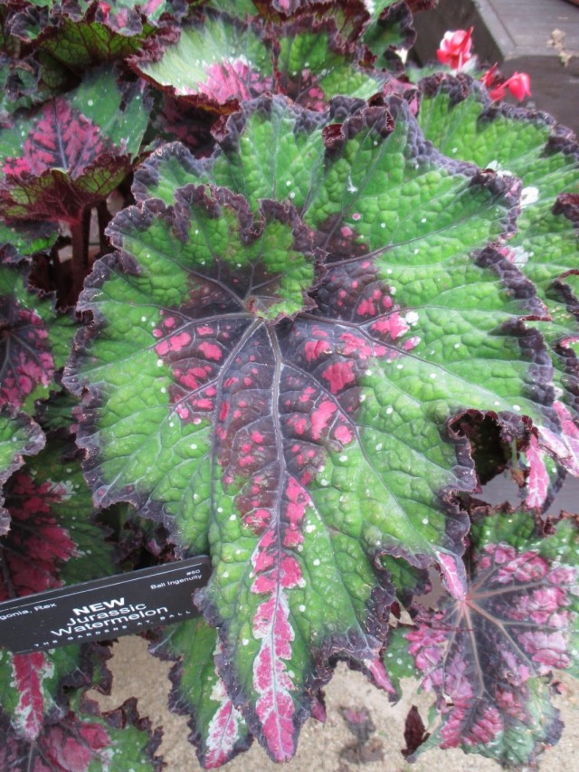 Бегония декоративно-литвенная 'Jurassic Watermelon' Бегония декоративно-литвенная 'Jurassic Watermelon'