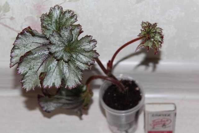 Бегония декоративно-литвенная 'Purple Snow' Бегония декоративно-литвенная 'Purple Snow'