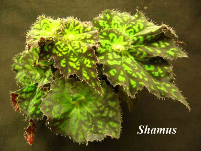 Бегония декоративно-литвенная 'Shamus' Бегония декоративно-литвенная 'Shamus'