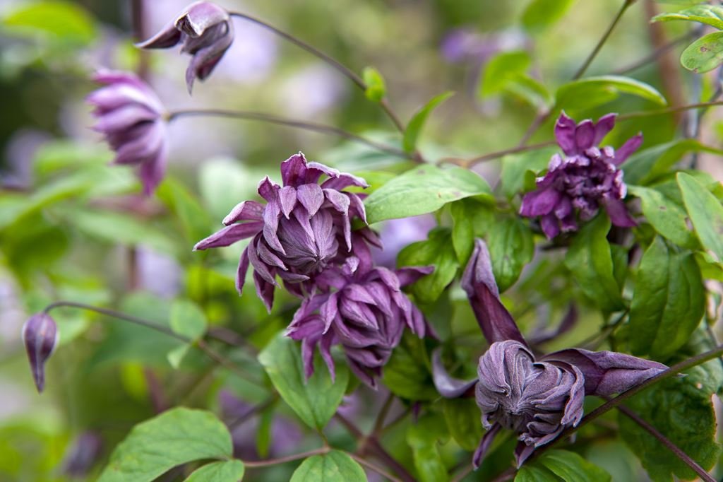 Clematis-Mary-Rose-2