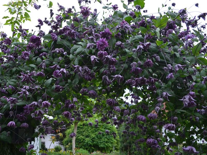 Clematis-Mary-Rose-3
