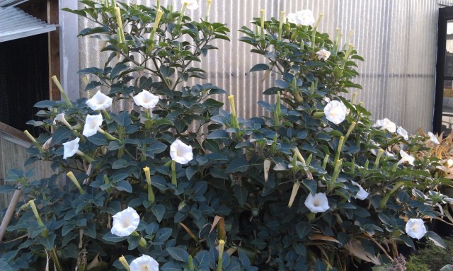 Дурман, или Датура (Datura) Дурман, или Датура (Datura)