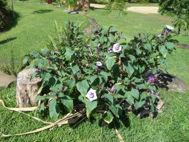 Дурман, или Датура (Datura) Дурман, или Датура (Datura)