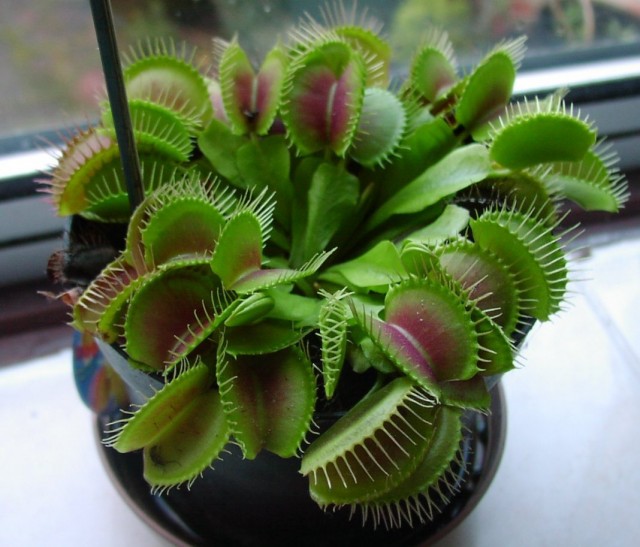 Венерина мухоловка (Dionaea muscipula) Венерина мухоловка (Dionaea muscipula)