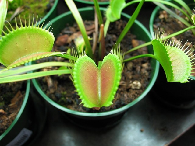 Венерина мухоловка (Dionaea muscipula) Венерина мухоловка (Dionaea muscipula)