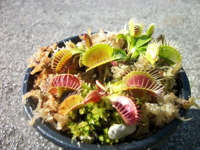 Венерина мухоловка (Dionaea muscipula) Венерина мухоловка (Dionaea muscipula)