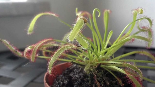 Росянка (Drosera) Росянка (Drosera)