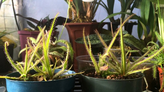 Росянка (Drosera) Росянка (Drosera)