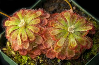 Росянка Алисии (Drosera aliciae) Росянка Алисии (Drosera aliciae)