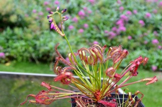 Росянка капская (Drosera capensis) Росянка капская (Drosera capensis)