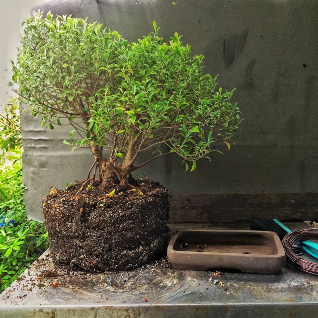 Ficus Microcarpa 1