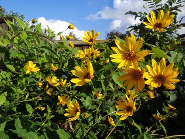 Топинамбур, или Подсолнечник клубненосный (Helianthus tuberosus) Топинамбур, или Подсолнечник клубненосный (Helianthus tuberosus)