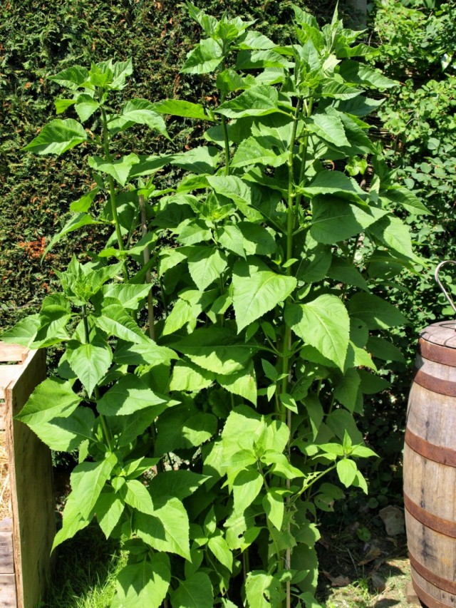 Топинамбур, или Подсолнечник клубненосный (Helianthus tuberosus) Топинамбур, или Подсолнечник клубненосный (Helianthus tuberosus)
