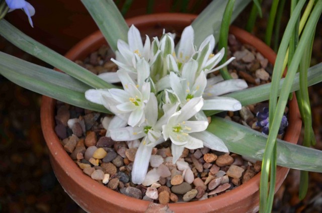 Ифейон одноцветковый (Ipheion uniflorum) Ифейон одноцветковый (Ipheion uniflorum)