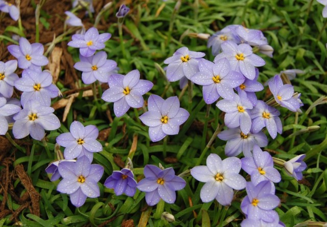Ифейон одноцветковый (Ipheion uniflorum) Ифейон одноцветковый (Ipheion uniflorum)