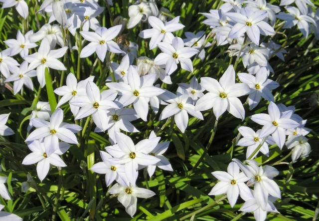 Ифейон одноцветковый (Ipheion uniflorum) Ифейон одноцветковый (Ipheion uniflorum)