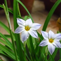 Ифейон одноцветковый 'Wisley Blue' Ифейон одноцветковый 'Wisley Blue'