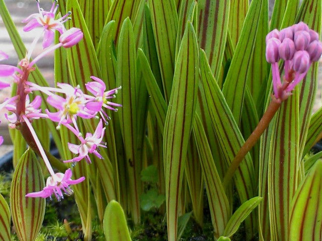 Ледебурия Купера (Ledebouria cooperi) Ледебурия Купера (Ledebouria cooperi)