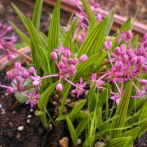 Ледебурия Купера (Ledebouria cooperi) Ледебурия Купера (Ledebouria cooperi)
