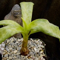Ледебурия желтая (Ledebouria luteola) Ледебурия желтая (Ledebouria luteola)