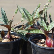 Ледебурия общественная (Ledebouria socialis) Ледебурия общественная (Ledebouria socialis)