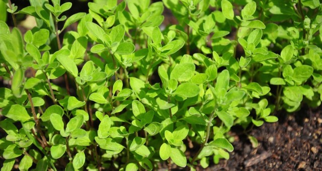 Майоран (Origanum majorana) Майоран (Origanum majorana)