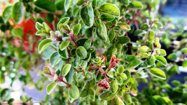 Майоран (Origanum majorana) Майоран (Origanum majorana)