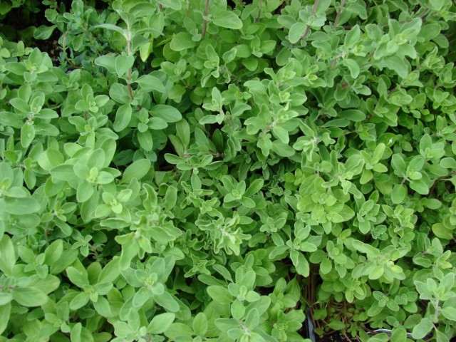 Майоран (Origanum majorana) Майоран (Origanum majorana)