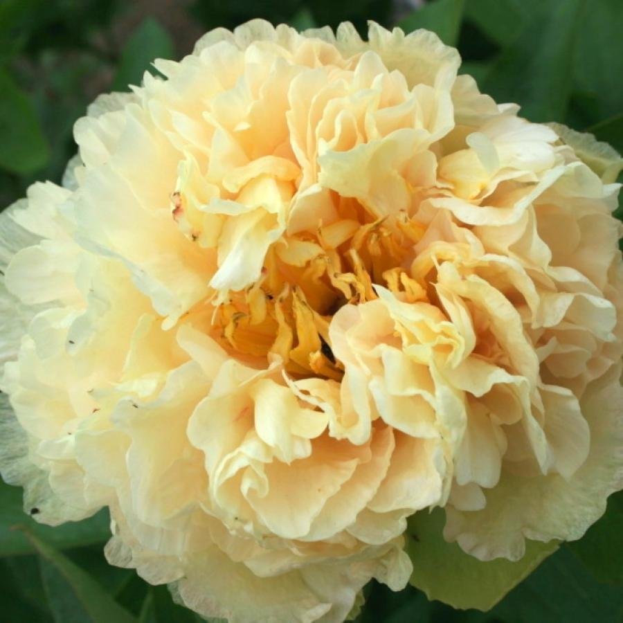 Paeonia-lactiflora-Sunny-Girl-1