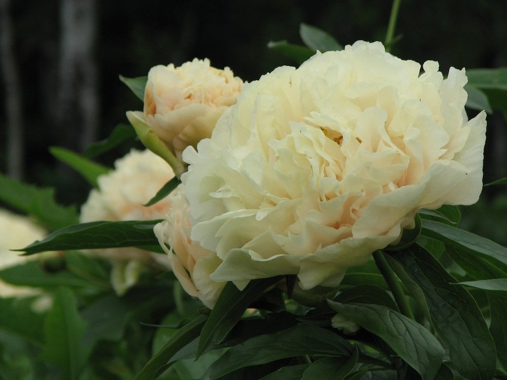 Paeonia-lactiflora-Sunny-Girl-2