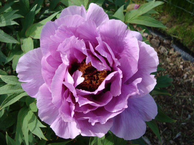 Paeonia-suffruticosa-Kamata-Nishiki-1